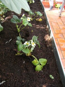MARÇ HORT 003