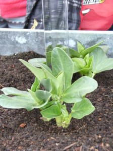 MESURA FAVA 1