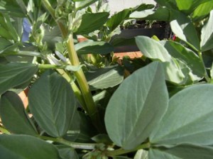 bloc flor febrer 003