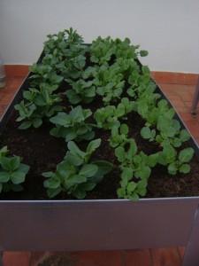 hort gener 14