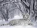 nieve