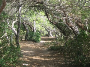 Bosc de la Marquesa