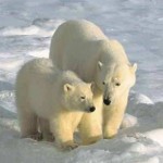 osos-polares4