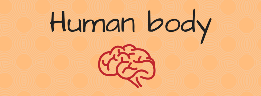 Human body