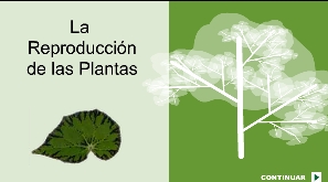 reproduplantes