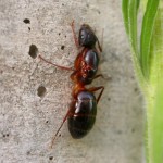 formiga1
