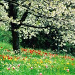 primavera