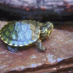 yellow-bellied_slider_turtle__trachemys_scripta_scripta_0002-by_john_white11