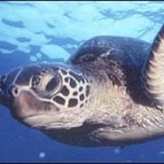 Tortuga de mar