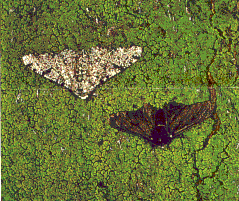 carbonaria1b.gif