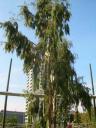 dscn5785.JPG