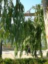 dscn5786.JPG