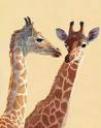 girafes1.jpg