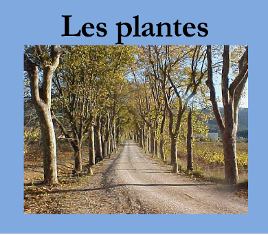 plantes-d
