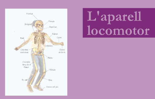 ossos
