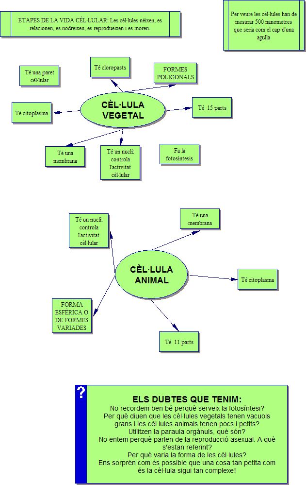 cellulavegetal