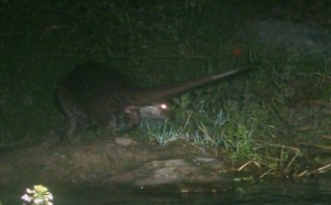 576_1412407810lludriga