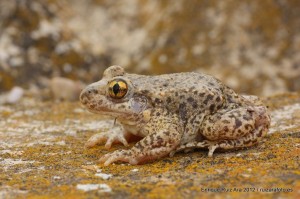 IMG_5628-Partero-ph-1024x682