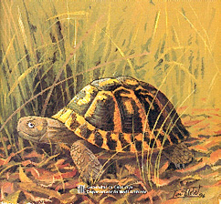 La classe de P-4, les tortugues