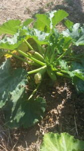 planta i flor carbassó
