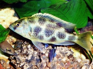 AQUEST TÉ MOLTES TAQUES!