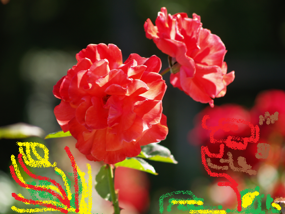 La rosa de Sant Jordi