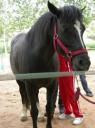 Negrito