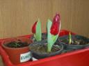 plantes1.jpg