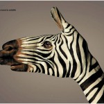 zebra