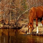 Autumn-Horse