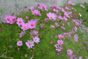 DSC_0171[1]