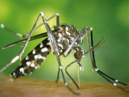 mosquit tigre