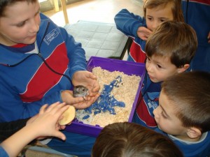 HAMSTER4