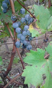 20151005_114218
