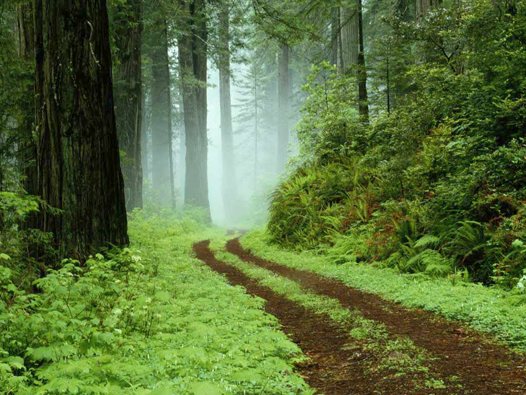 forest1