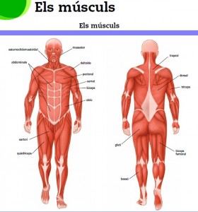 MUSCULS
