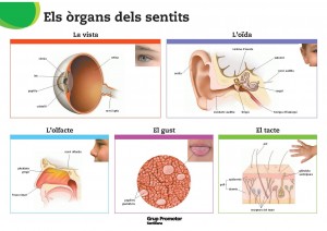Órgans dels sentits