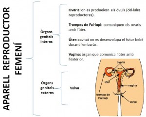 FEMENI