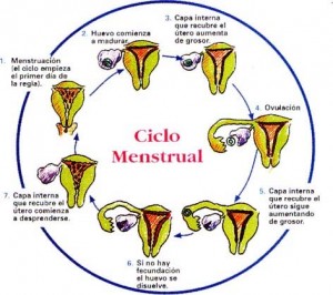 ciclo_menstrual