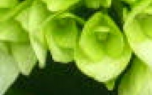 Hortensia (3)