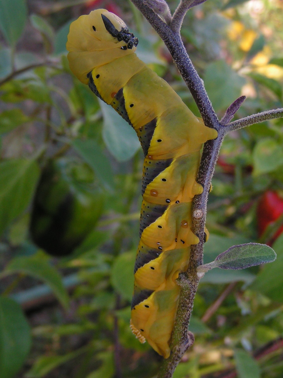 Caterpillar