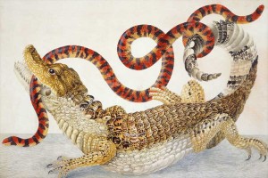 Maria Sibylla Merian (1647 - 1717)Caiman with South American false coral snake