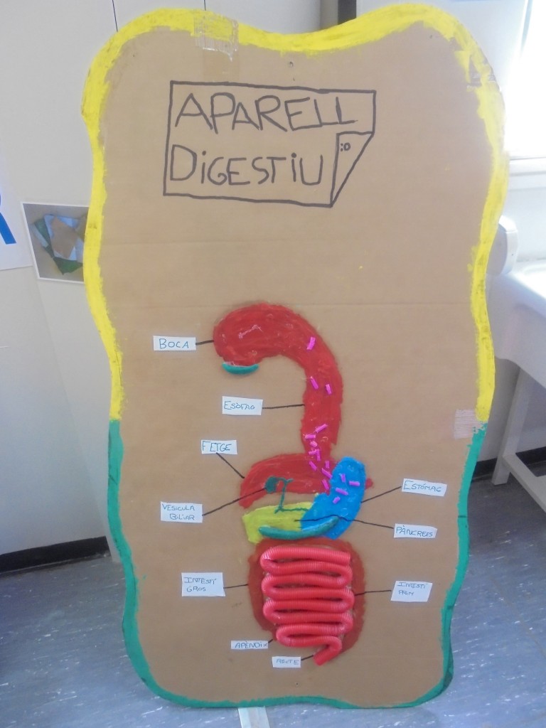 Ap digestiu reduït