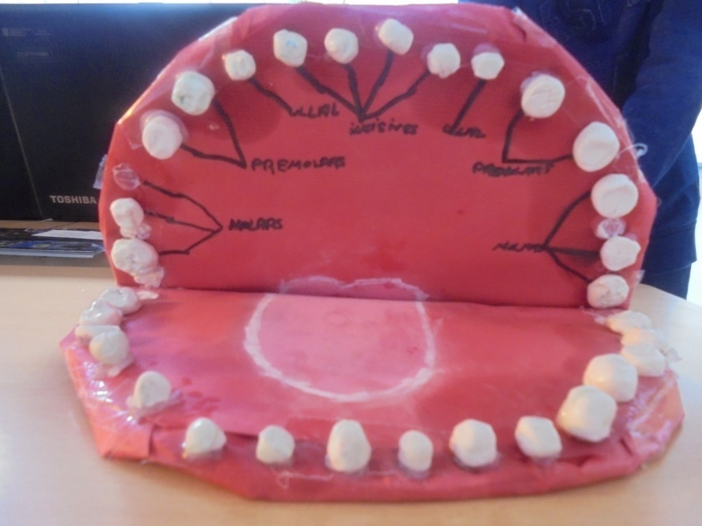 Dents reduït