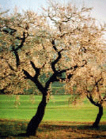 arbre_ametller1