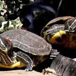 tortugas-al-sol