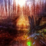 The Hot Stream Through the Morning Forest