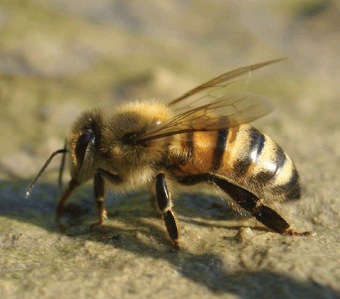 abejas-2