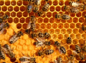 abejas_fotonoticia_normal_1
