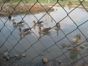 la-saida_3